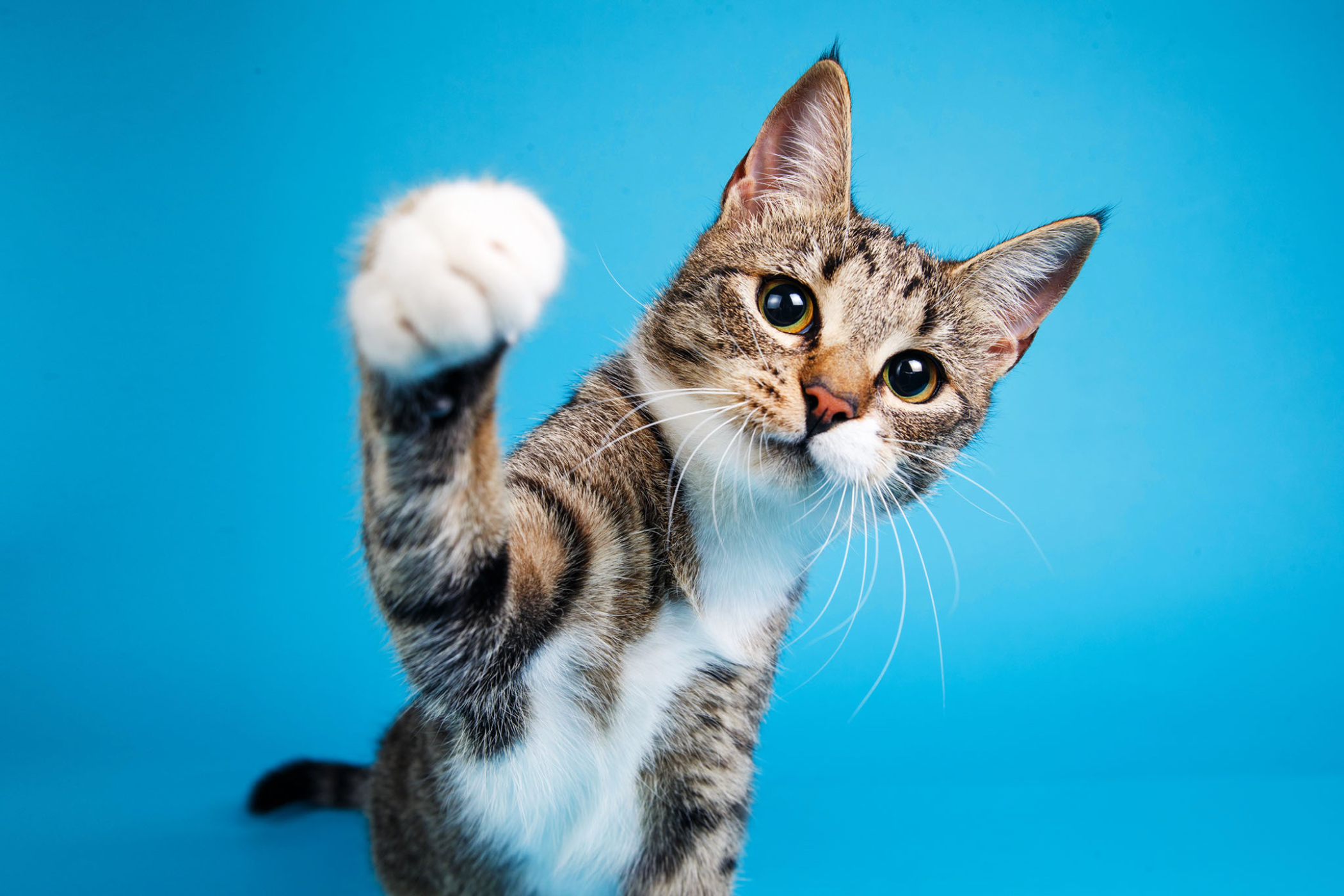 Gray tabby kitten with white paws waving at the camera.