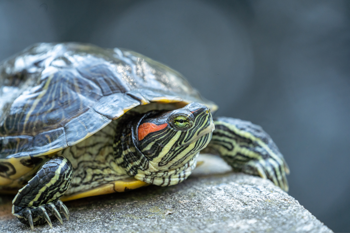 A red-eared slider