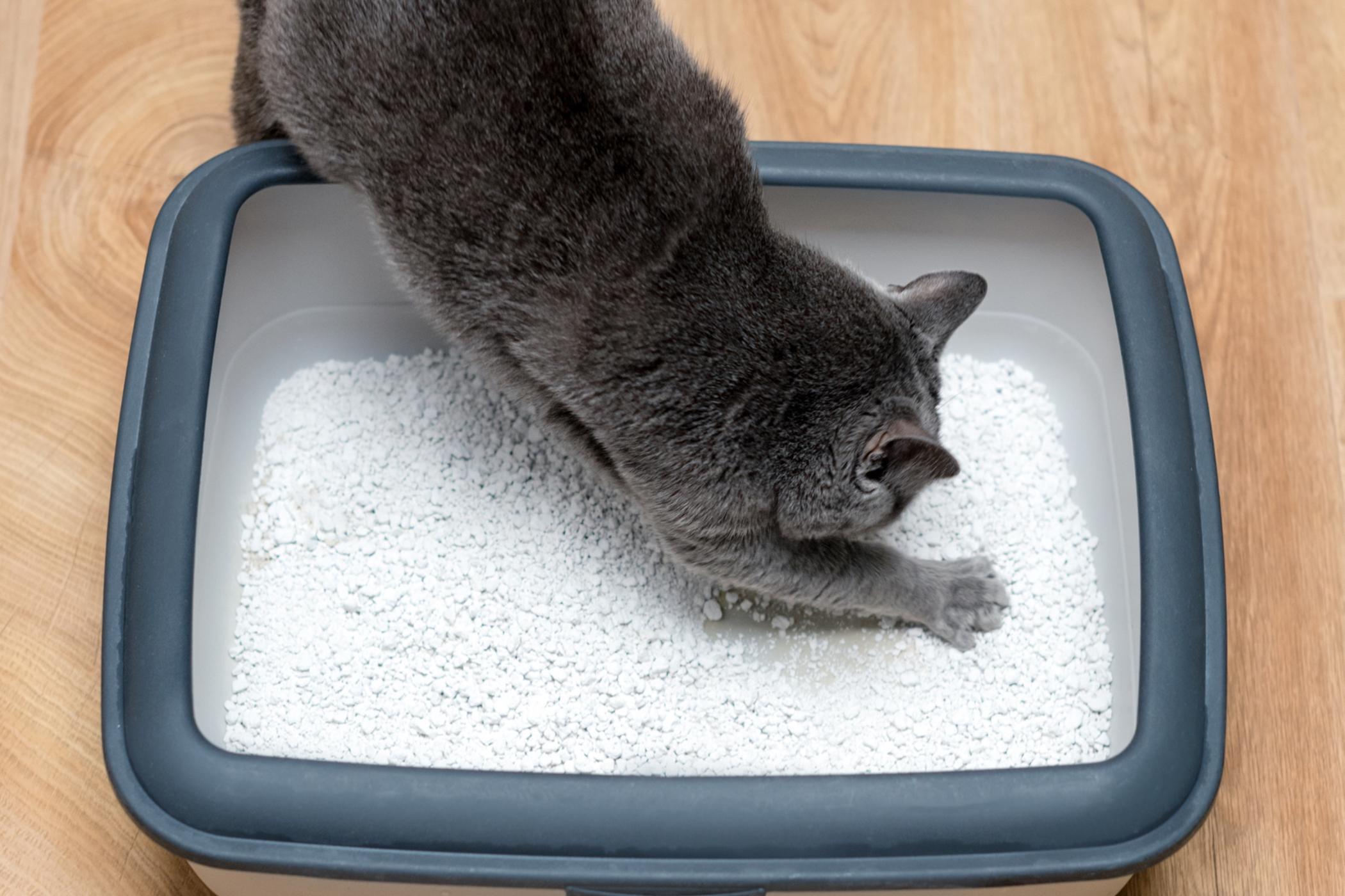Gray cat scratching in a litter box.