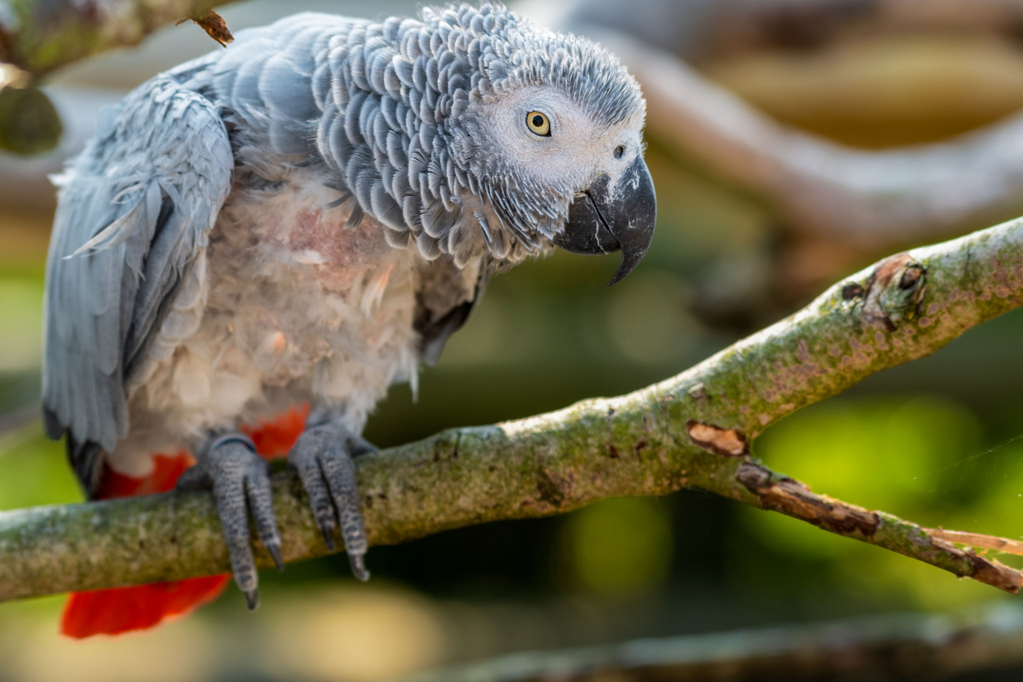 Feather-plucking African grey parrot.