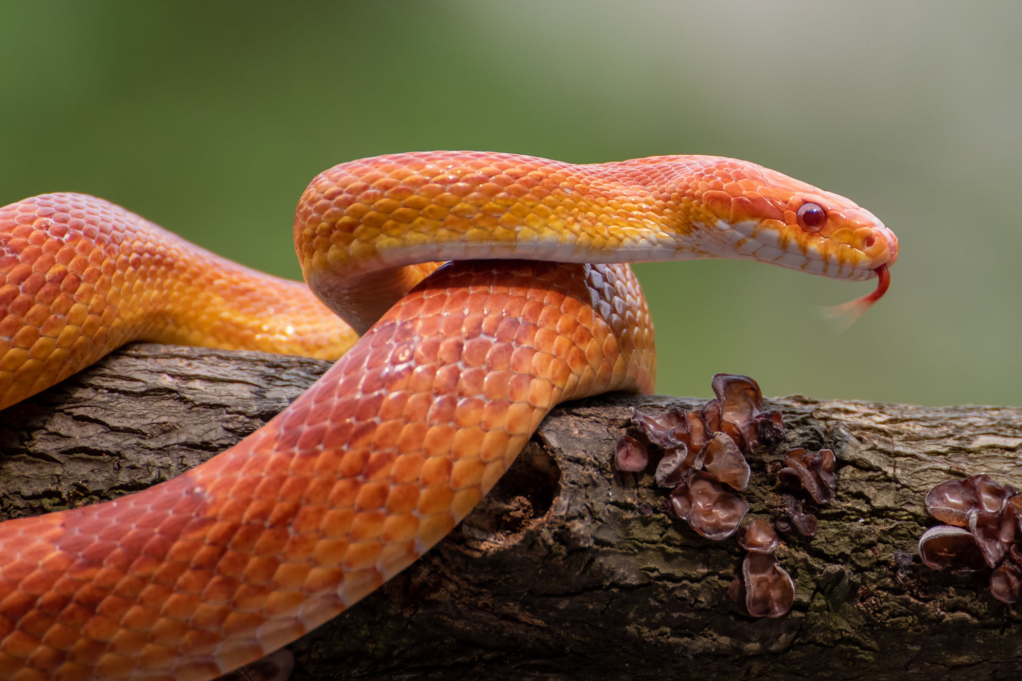 captive-bred corn snake