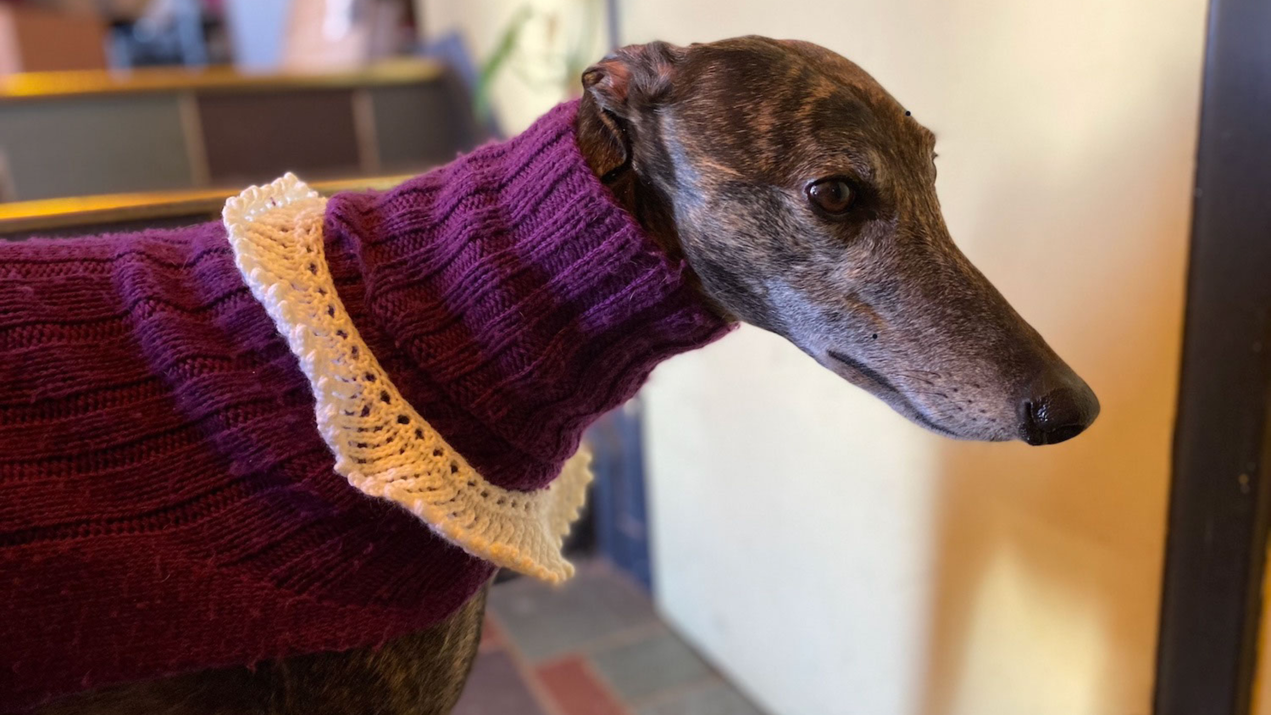 Ruthie, retired racer with her and sweater that has an RBG lace collar.