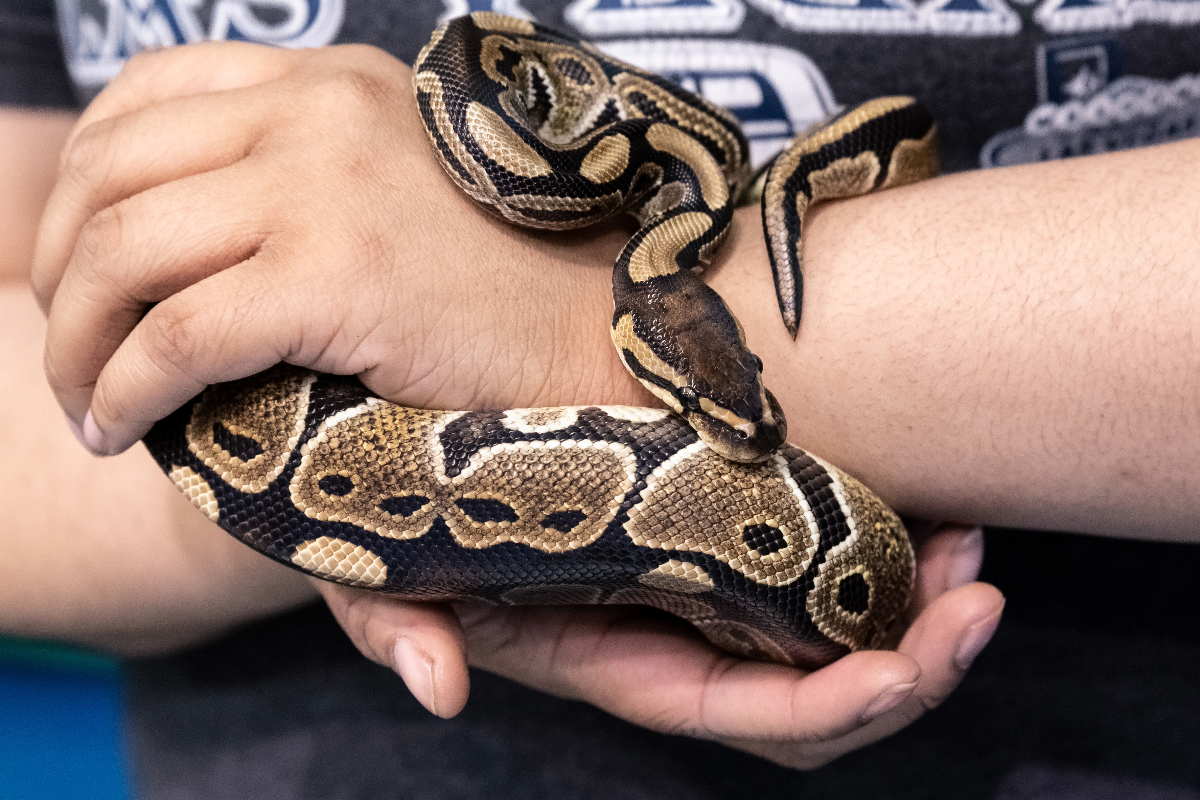 A person's hands holding a ball python, a pet snake in public.
