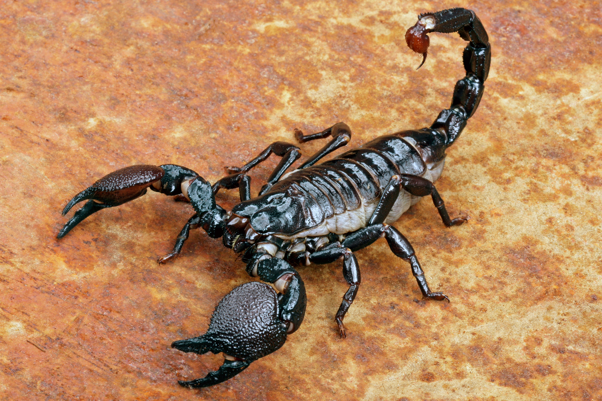 An emperor scorpion, the most popular scorpion in the pet trade.