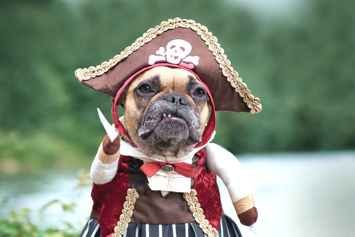 A small dog dressed as a pirate for Halloween.