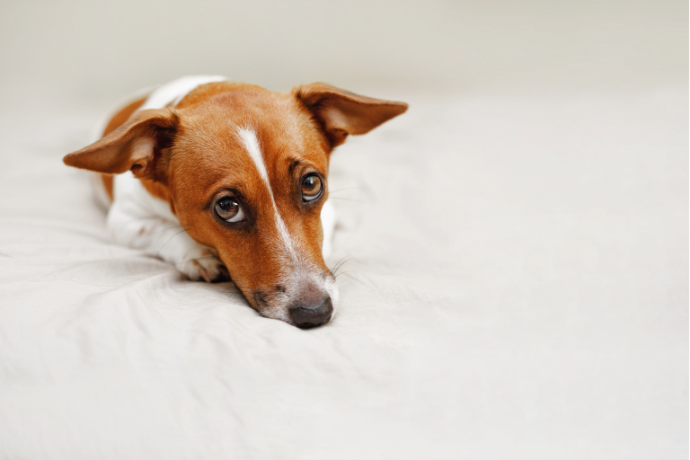 TFP Nutrition – Voluntary Dog Food & Treat Recall