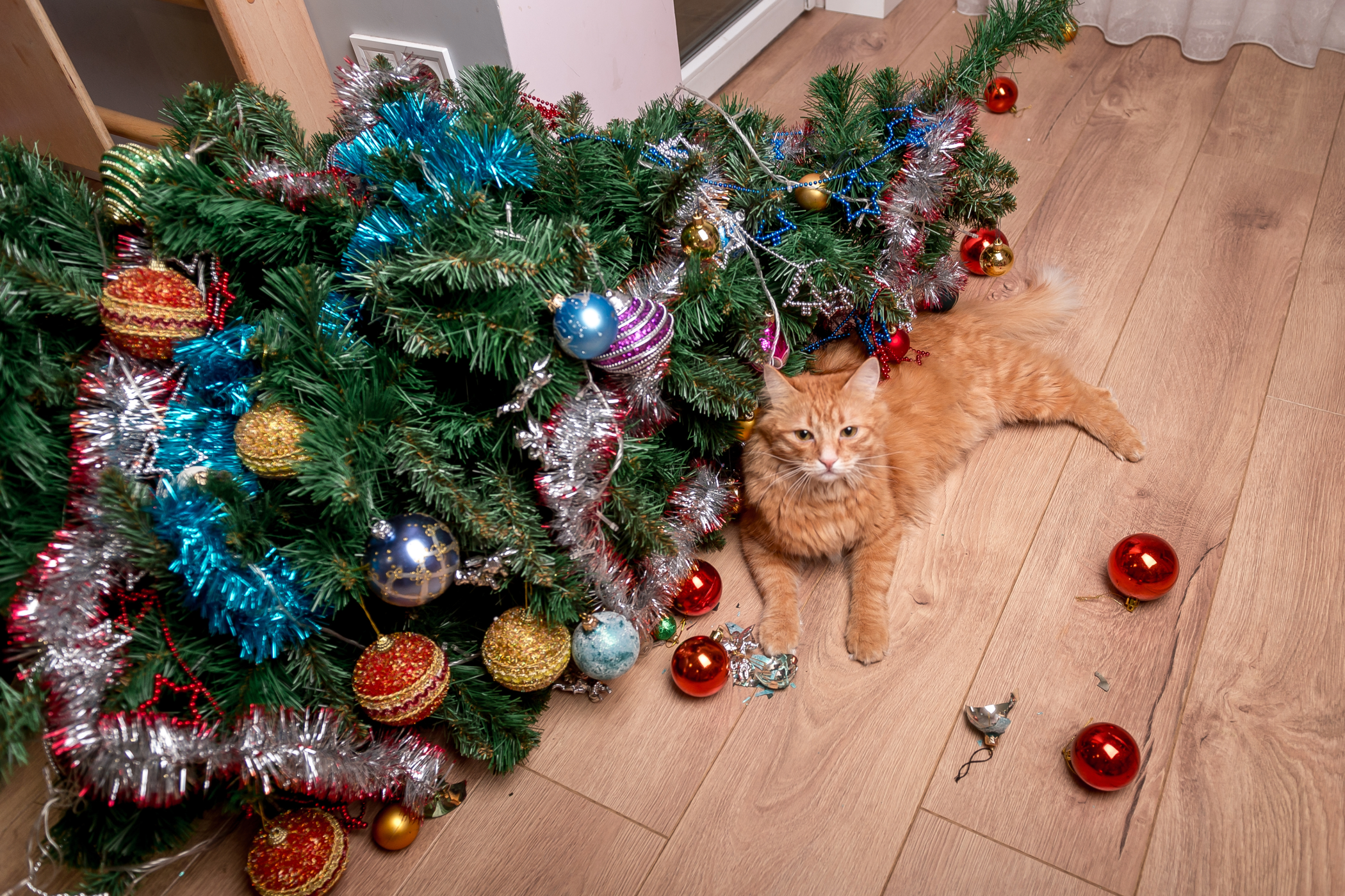 A cat not looking guilty while sitting next to a fallen Christmas tree.