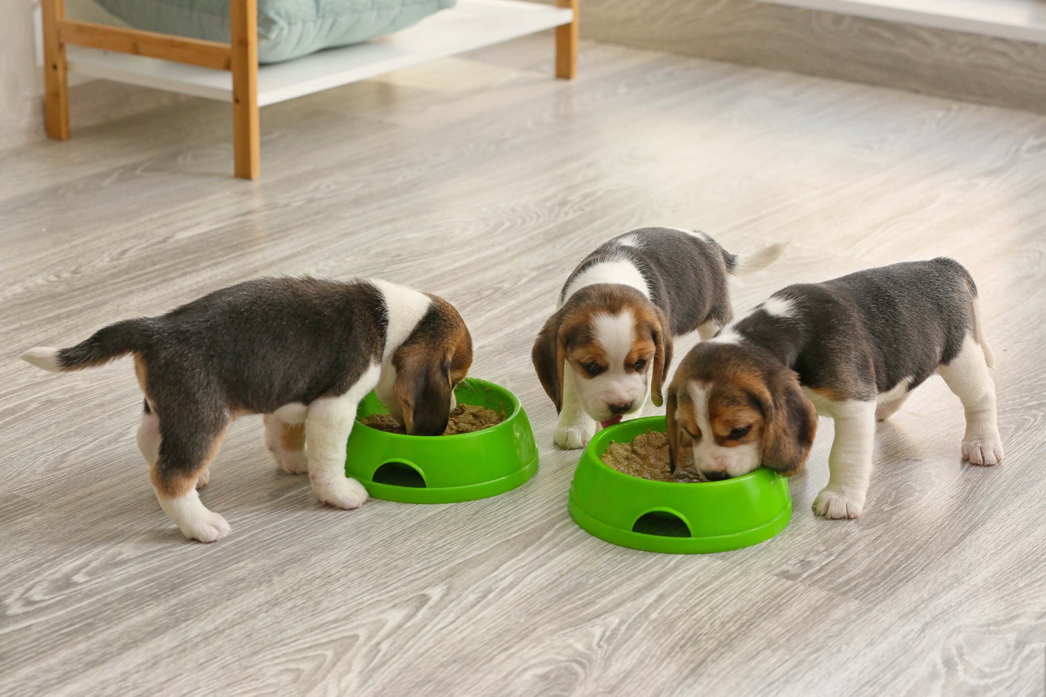three beagle puppies eating
