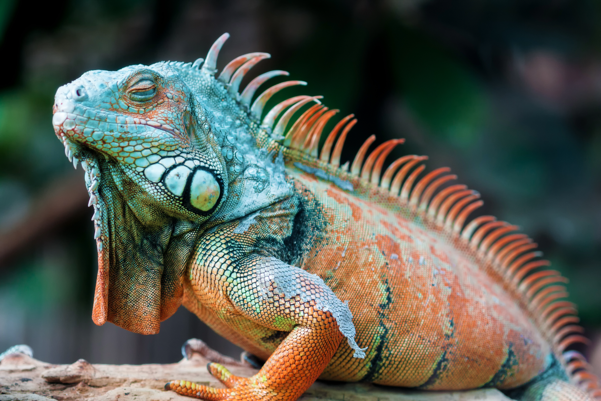 Beautiful blue, green and orange male green iguana.