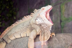 Aggressive male green iguana with its mouth wide open.