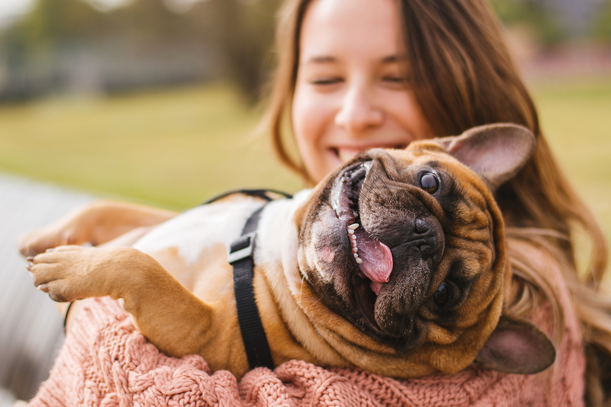 A happy French bulldog with its owner.