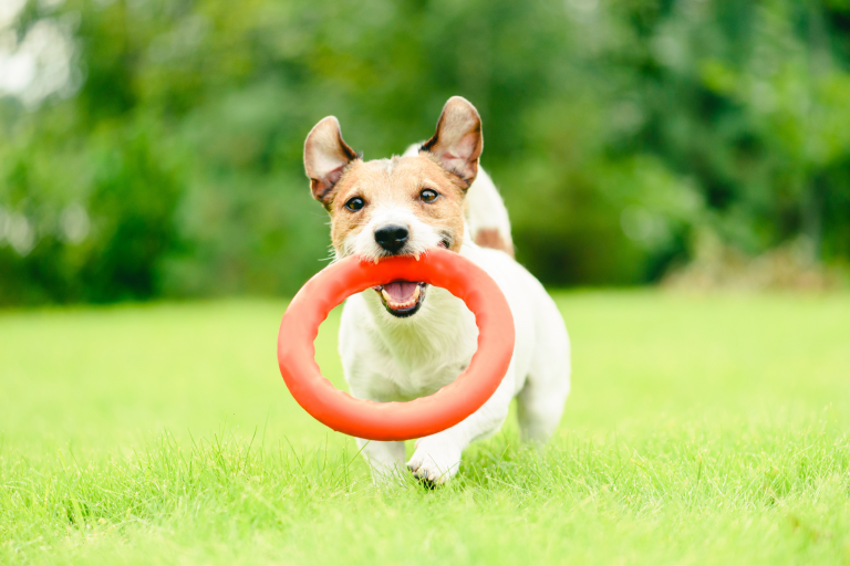 Fun and Enriching Brain Games for Your Dog
