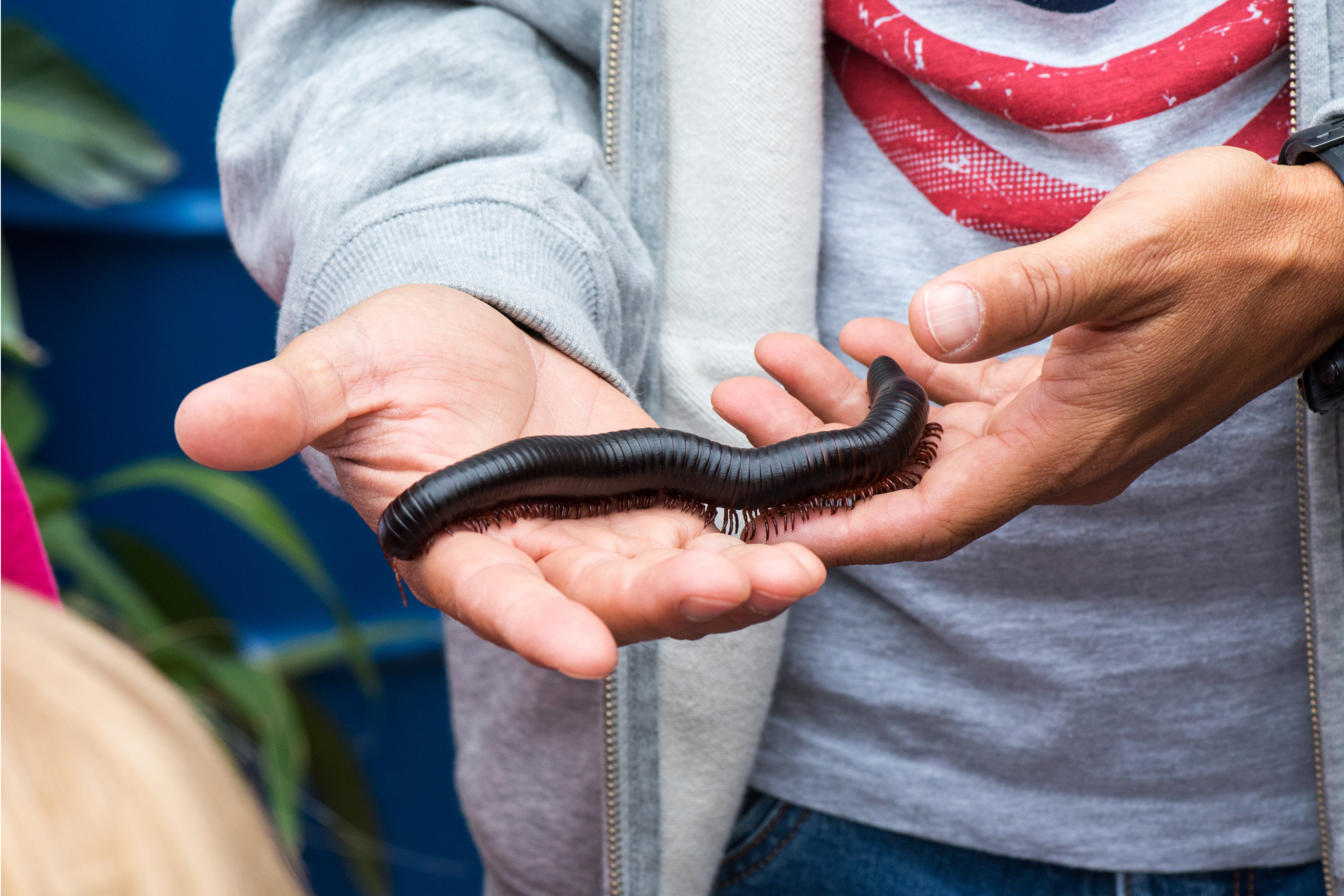 A giant African millipede in someone's hands.