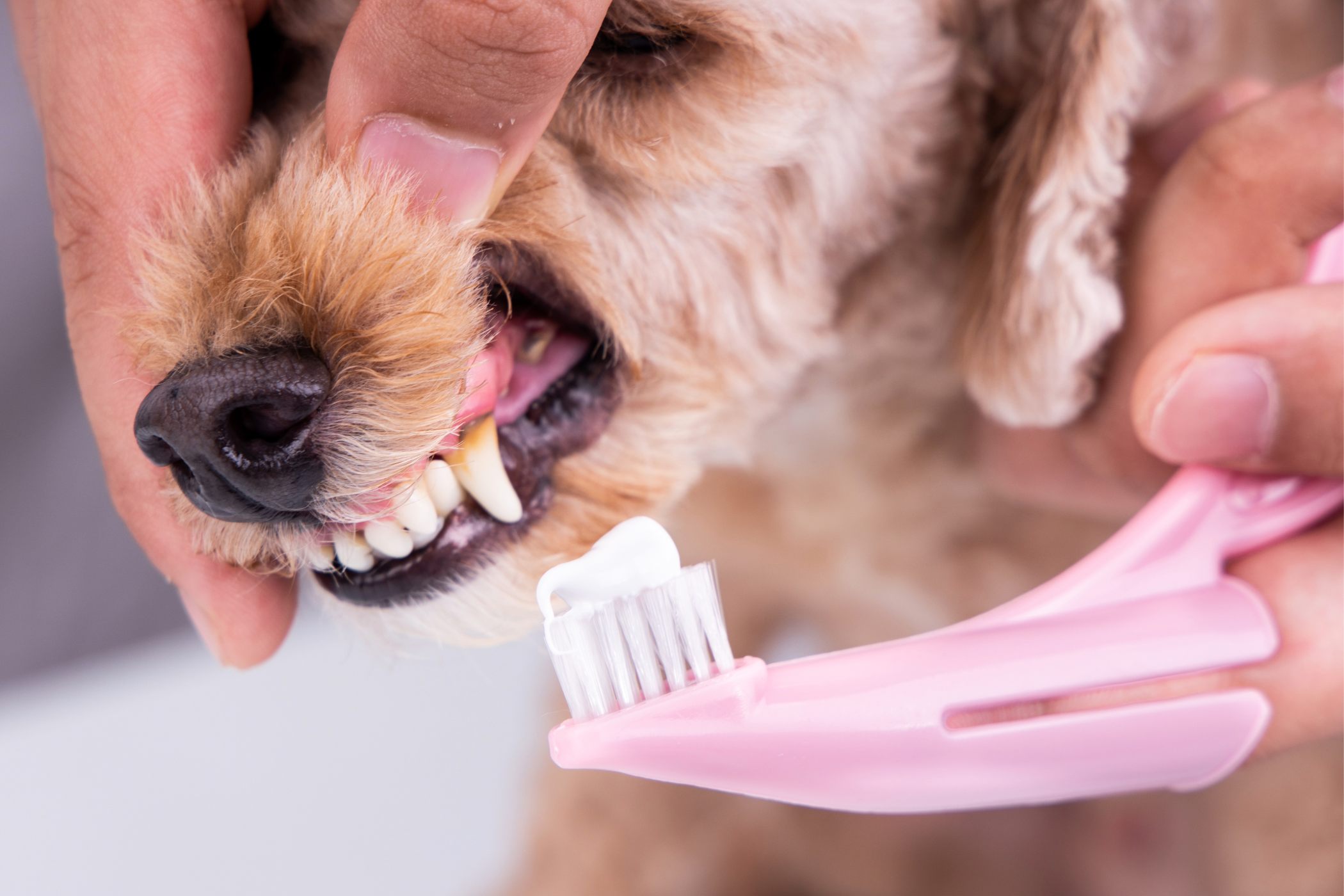 A person brushing their dog's teeth.