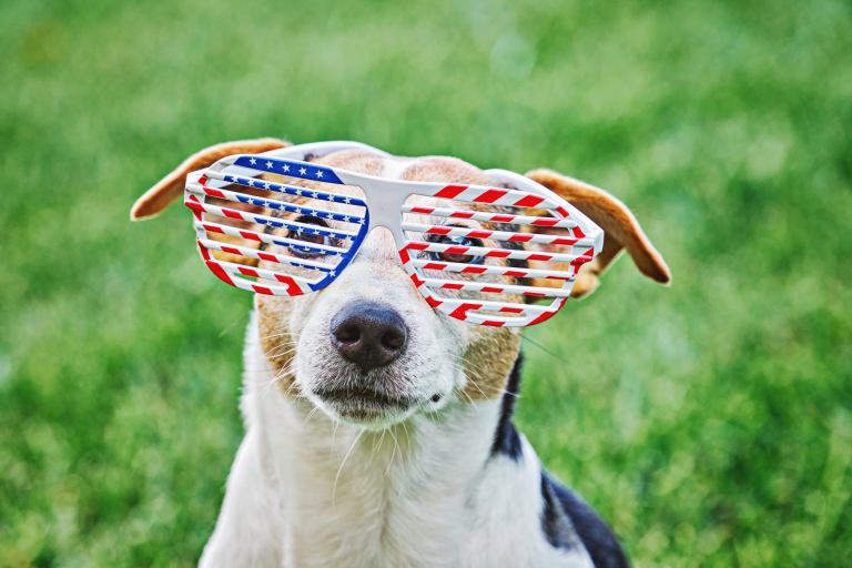 Dog wearing red, white and blue glasses to celebrate Memorial Day.