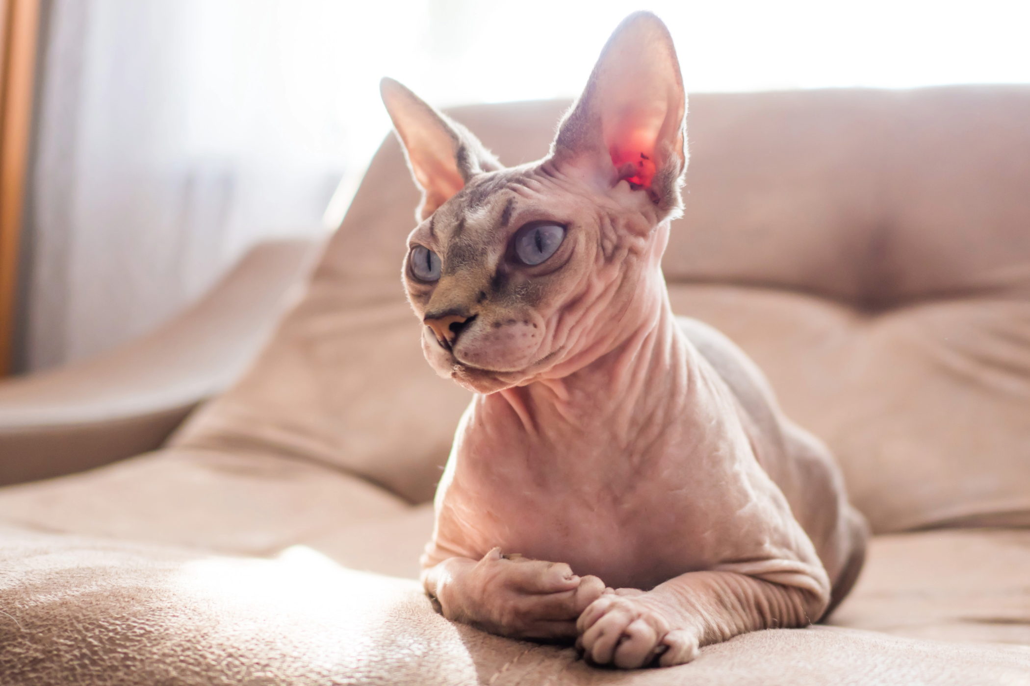 A sphinx cat sitting on a chair.