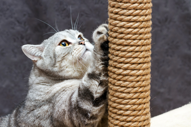 Cat with scratching post