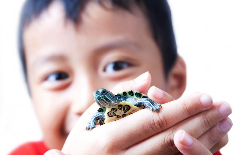 A small child with a baby turtle