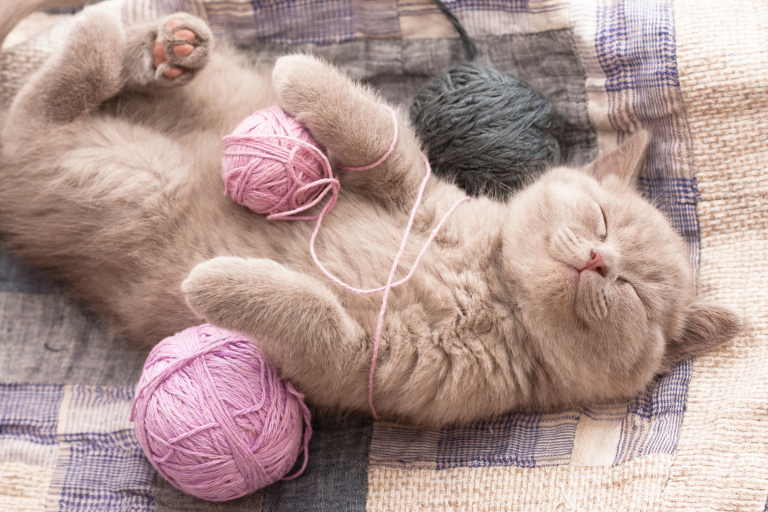 A cat lying on its back with yarn